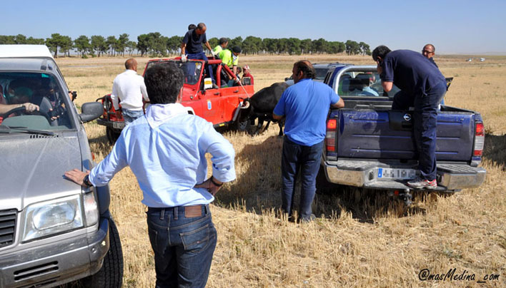 Tres vehículos municipales utilizados en las fiestas de San Antolín flanquean a un toro escapado en un encierro.